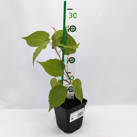 Актинидия Сладкая палочка купить с доставкой