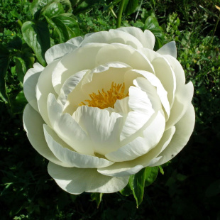 Пион Мун оф Ниппон (Moon of Nippon)