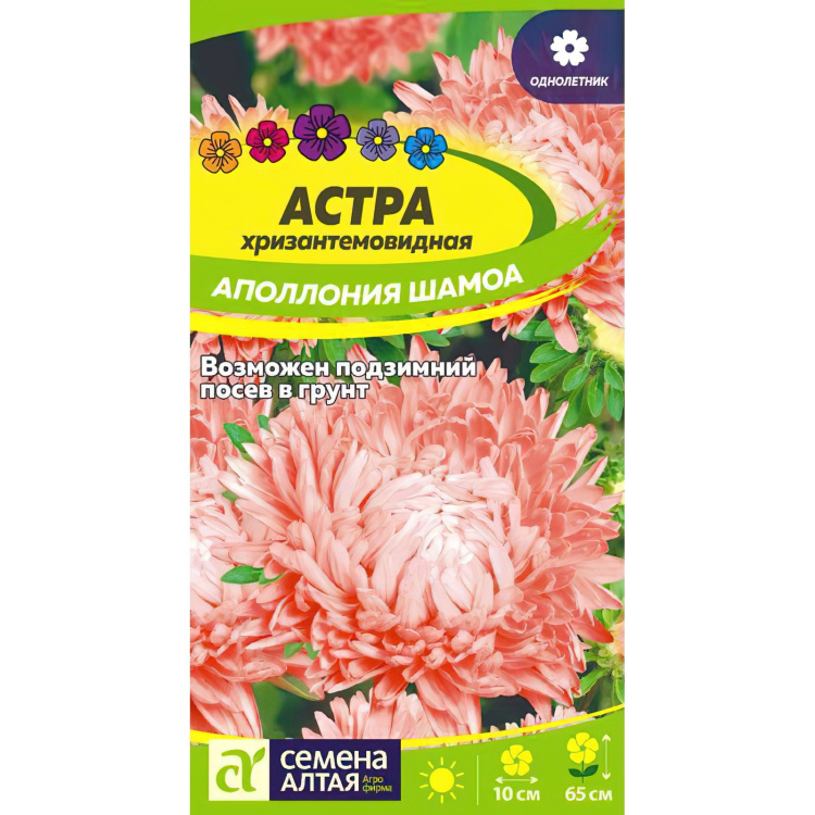 Астра Аполлония Шамоа (Семена алтая) можно купить недорого с доставкой в питомнике Любвитский