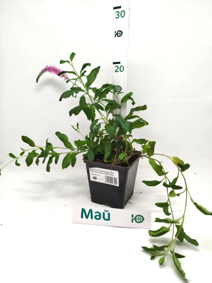 Вероника Анниверсари Нью Роуз (Anniversary New Rose) купить с доставкой