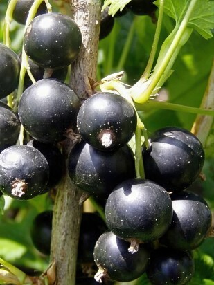 Смородина Ядреная Смородина Ядреная