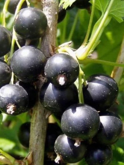 Смородина Ядреная купить с доставкой