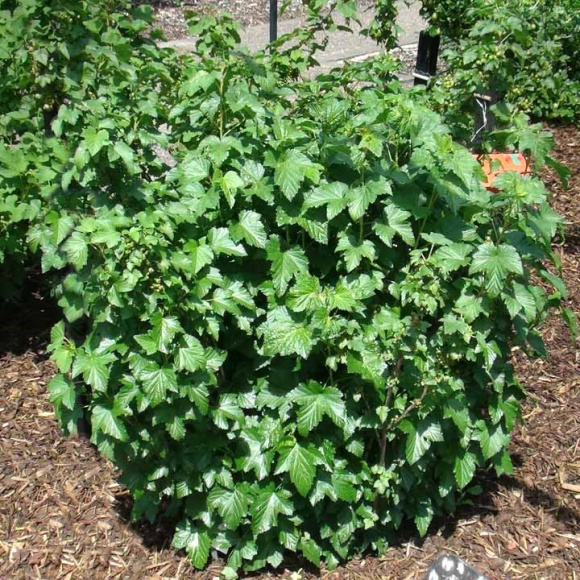 Смородина Ядреная купить с доставкой