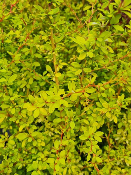 Барбарис Голден Дрим (Golden Dream) купить с доставкой