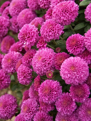 Хризантема корейская Лелия (Lelia)