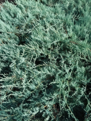 Можжевельник Блю Спаркл (Blue Sparkle) Можжевельник Блю Спаркл (Blue Sparkle)