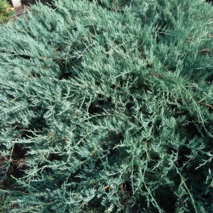 Можжевельник Блю Спаркл (Blue Sparkle) Можжевельник Блю Спаркл (Blue Sparkle)