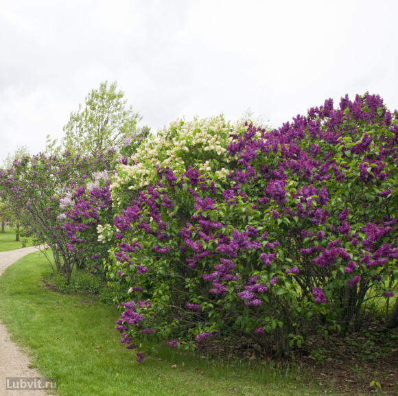 Сирень Анна Шиач (Anne Shiach) купить с доставкой
