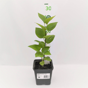 Сирень Анна Шиач (Anne Shiach) Сирень Анна Шиач (Anne Shiach)