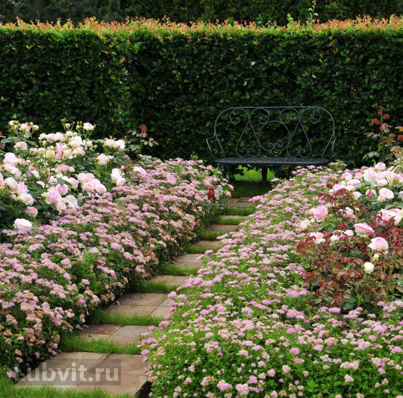 Спирея Манон (Manon) купить с доставкой Спирея Манон (Manon) купить с доставкой