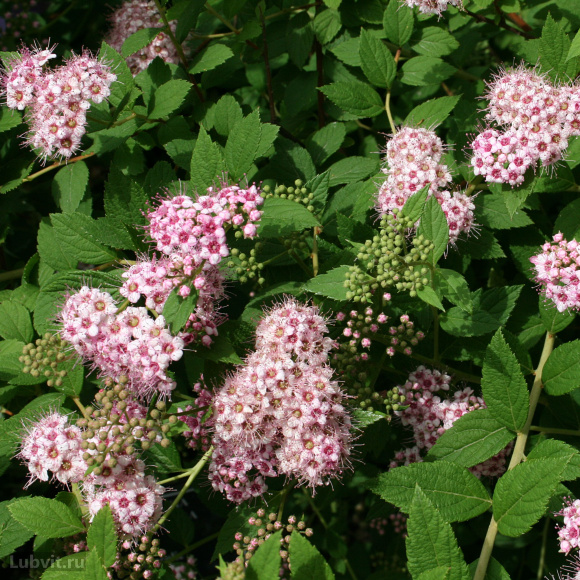 Спирея Манон (Manon) купить с доставкой Спирея Манон (Manon) купить с доставкой