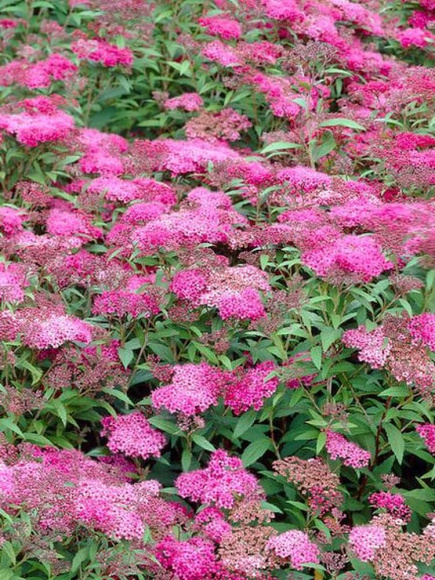 Спирея Манон (Manon) купить с доставкой