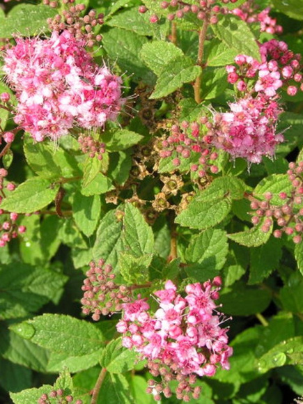 Спирея Манон (Manon) купить с доставкой