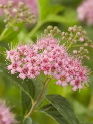 Спирея Манон (Manon) Спирея Манон (Manon)