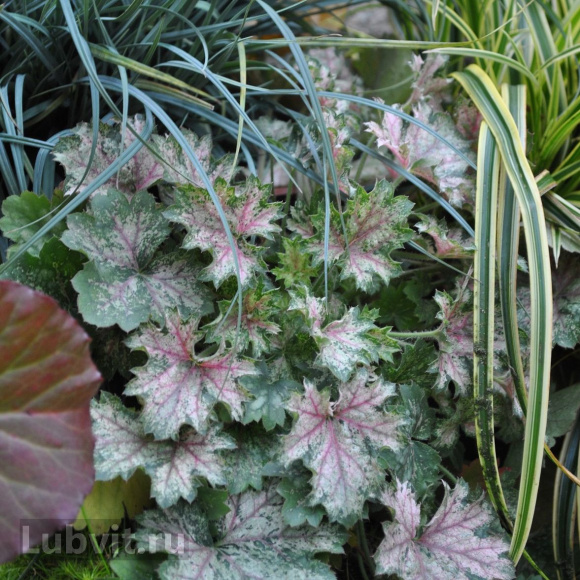 Гейхера Дью Дропс (Dew Drops) купить с доставкой