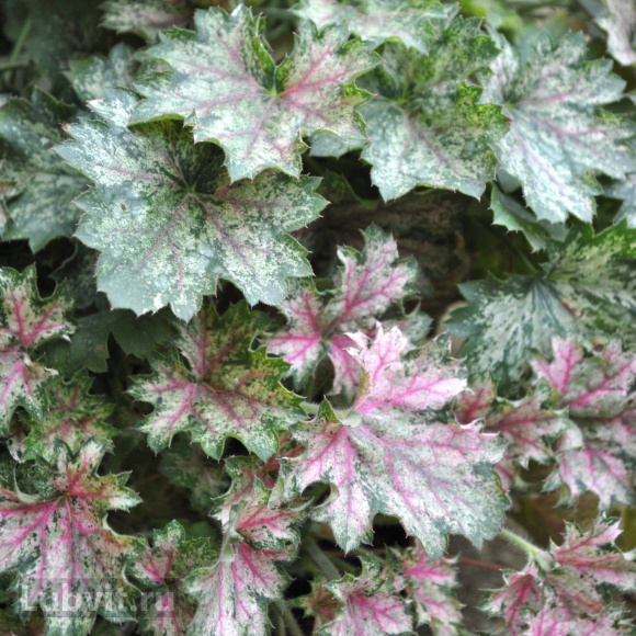 Гейхера Дью Дропс (Dew Drops) купить с доставкой