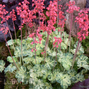 Гейхера Дью Дропс (Dew Drops)