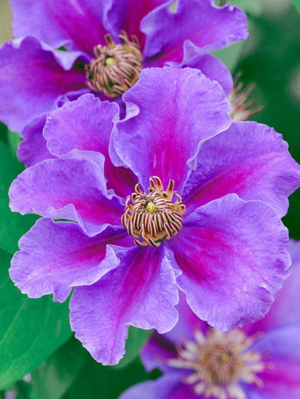 Клематис Ашва (Ashva) купить с доставкой