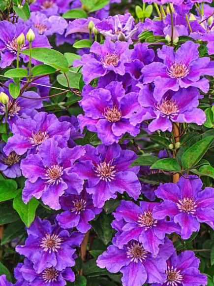 Клематис Ашва (Ashva) купить с доставкой