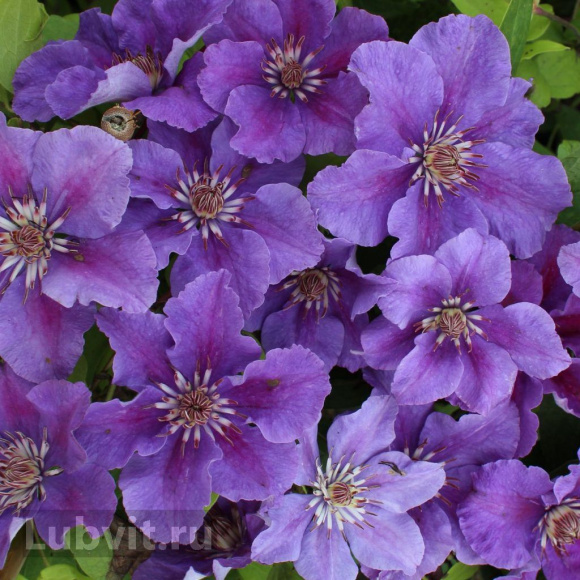 Клематис Ашва (Ashva) купить с доставкой Клематис Ашва (Ashva) купить с доставкой