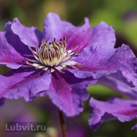 Клематис Ашва (Ashva) купить с доставкой Клематис Ашва (Ashva) купить с доставкой