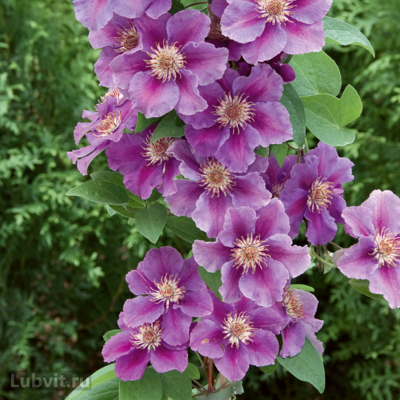 Клематис Ашва (Ashva) купить с доставкой Клематис Ашва (Ashva) купить с доставкой