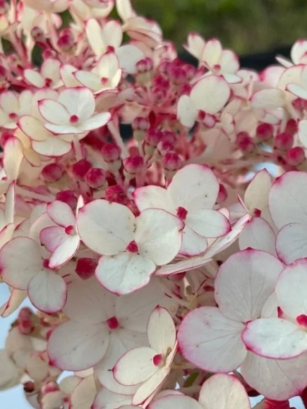 Гортензия Самарская Лидия (Rensam, Framboisine) метельчатая купить с доставкой