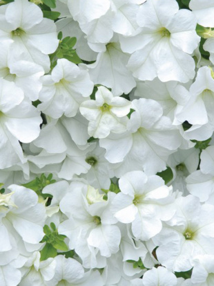 Петуния вегетативная Фанфара Вайт (Fanfare White)