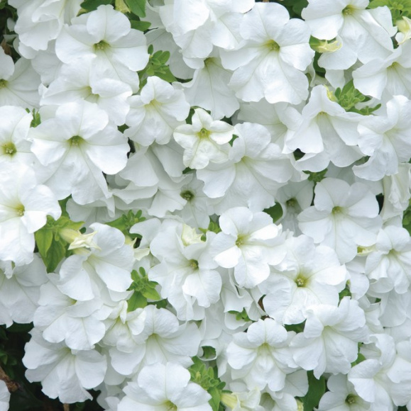 Петуния вегетативная Фанфара Вайт (Fanfare White) купить с доставкой Петуния вегетативная Фанфара Вайт (Fanfare White) купить с доставкой