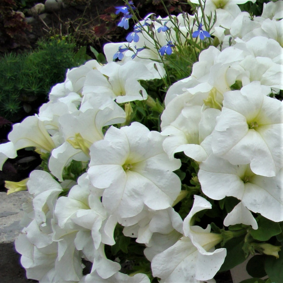 Петуния вегетативная Фанфара Вайт (Fanfare White) купить с доставкой Петуния вегетативная Фанфара Вайт (Fanfare White) купить с доставкой