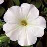Петуния вегетативная Фанфара Вайт (Fanfare White) можно купить недорого с доставкой в питомнике Любвитский