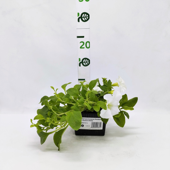 Петуния вегетативная Фанфара Вайт (Fanfare White) купить с доставкой Петуния вегетативная Фанфара Вайт (Fanfare White) купить с доставкой