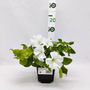 Петуния вегетативная Фанфара Вайт (Fanfare White)