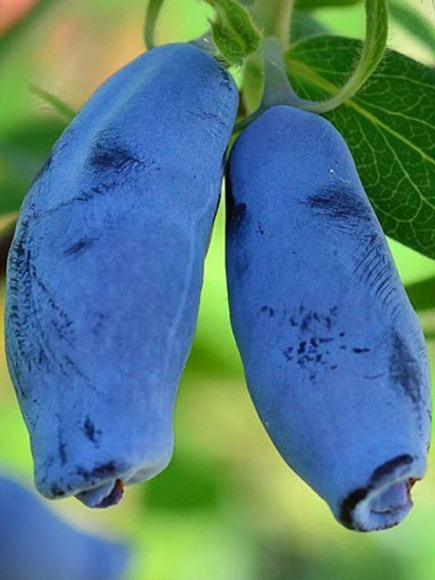 Жимолость Гордость Бакчара купить с доставкой