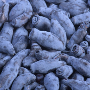 Жимолость Гордость Бакчара