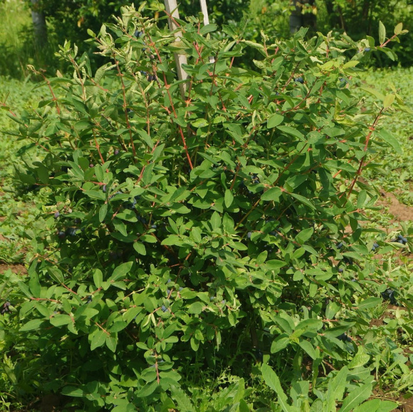 Жимолость Гордость Бакчара купить с доставкой