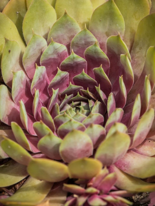 Молодило Пинк Помело (Pink Pomelo)