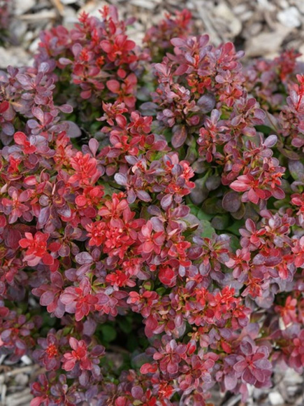 Барбарис Лютин Руж (Lutin Rouge) купить с доставкой