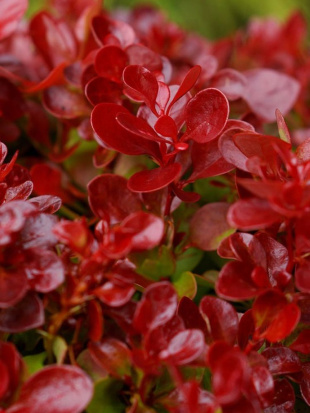 Барбарис Лютин Руж (Lutin Rouge) Барбарис Лютин Руж (Lutin Rouge)