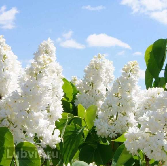 Сирень Жанна дАрк (Jeanne d'Arc) купить с доставкой