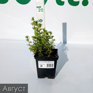 Лапчатка Ред Айс (Red Ace) Лапчатка Ред Айс (Red Ace)