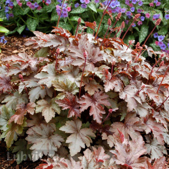 Гейхерелла Берништ Бронз (Burnished Bronze) купить с доставкой