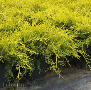 Можжевельник Олд Голд (Old Gold)