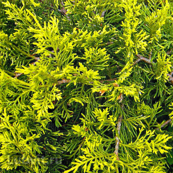 Можжевельник Олд Голд (Old Gold) купить с доставкой