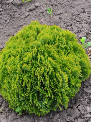 Туя Глобоза Нана (Globosa nana) Туя Глобоза Нана (Globosa nana)