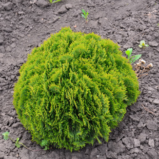 Туя Глобоза Нана (Globosa nana)