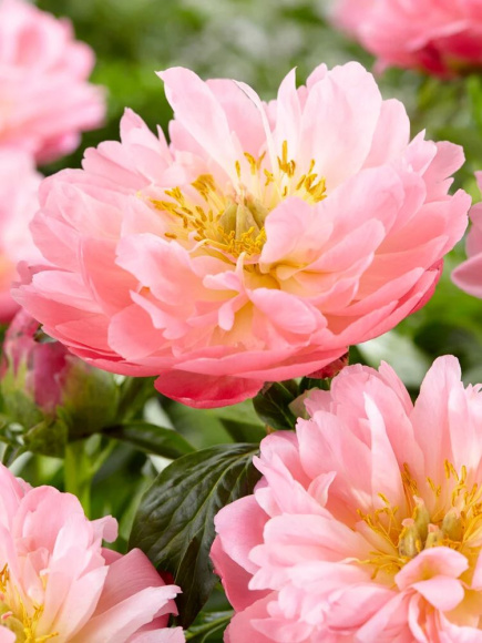 Пион Пинк Гавайан Корал (Pink Hawaiian Coral) купить с доставкой Пион Пинк Гавайан Корал (Pink Hawaiian Coral) купить с доставкой