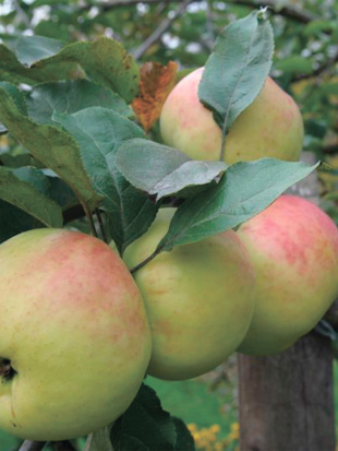 Яблоня Синап северный