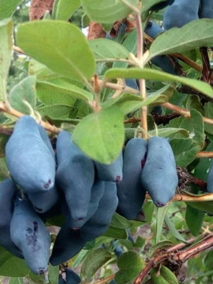 Жимолость Сибирячка