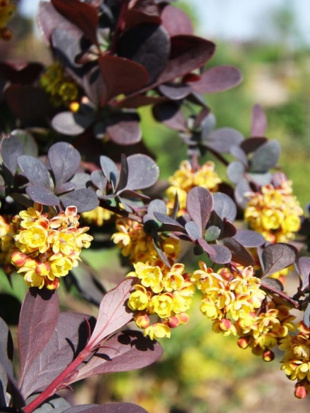 Барбарис Суперба (Superba) Барбарис Суперба (Superba)